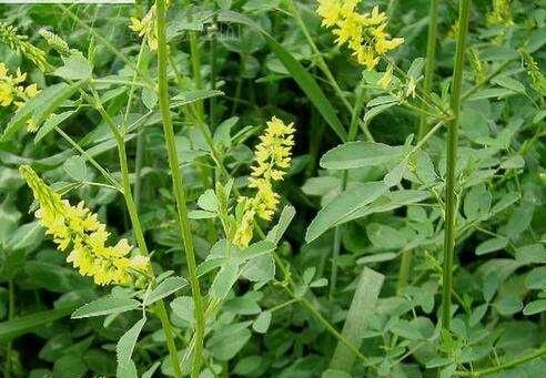 人與人認識靠機緣，心和心相知靠真誠！