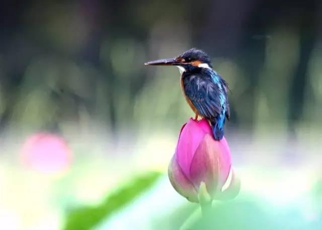 荷花翠鳥,美艷絕倫!