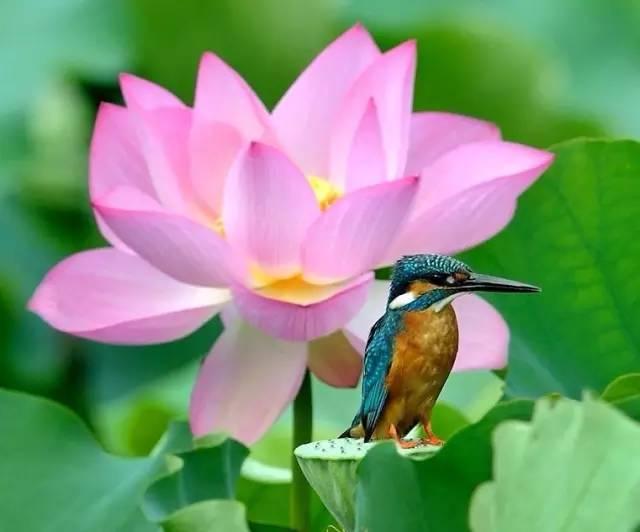 荷花翠鳥,美艷絕倫!