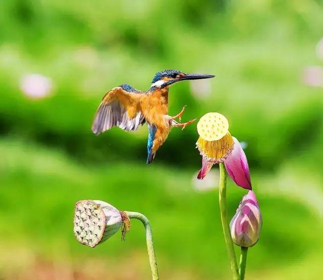 荷花翠鳥,美艷絕倫!