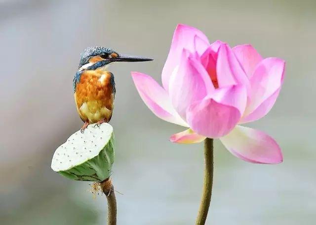 荷花翠鳥,美艷絕倫!