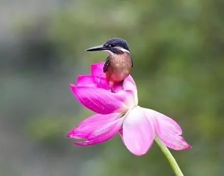 荷花翠鳥,美艷絕倫!