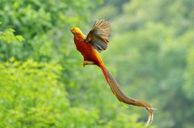大自然的神奇尤物，紅腹錦雞為當下養殖熱潮，需掌握育苗為基礎