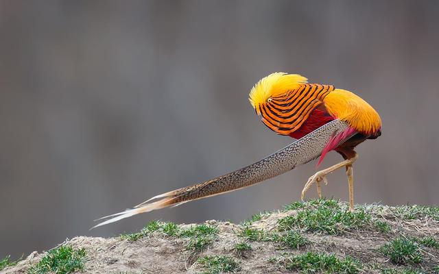 大自然的神奇尤物，紅腹錦雞為當下養殖熱潮，需掌握育苗為基礎