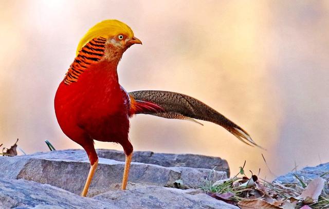 大自然的神奇尤物，紅腹錦雞為當下養殖熱潮，需掌握育苗為基礎