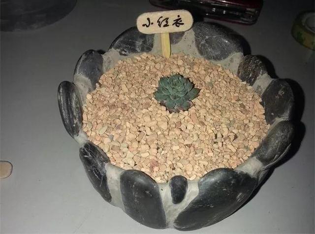 路邊沒人要的石頭，被他做成花盆，種上花後堪比藝術品！