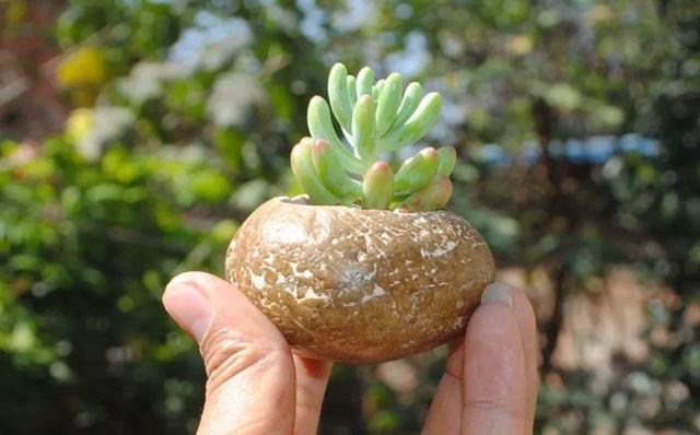 路邊沒人要的石頭，被他做成花盆，種上花後堪比藝術品！