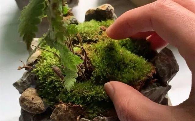 路邊沒人要的石頭，被他做成花盆，種上花後堪比藝術品！