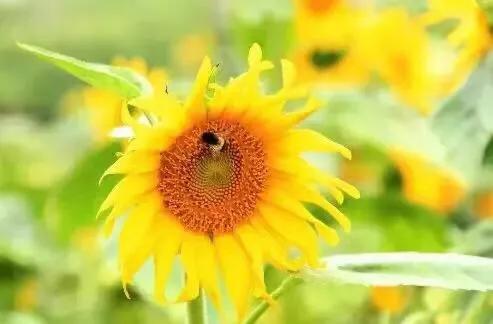 心懷陽光，一路前行