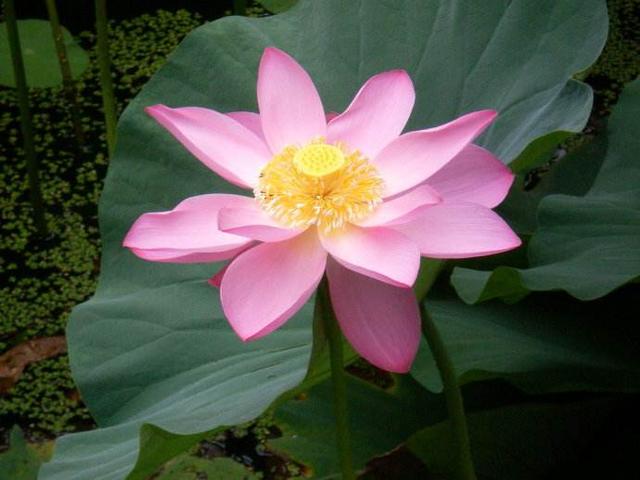 自重，才能贏得尊重；真誠，才能打動人心！