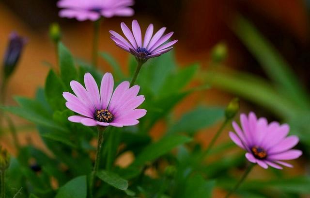 自己不堅強，軟弱給誰看！