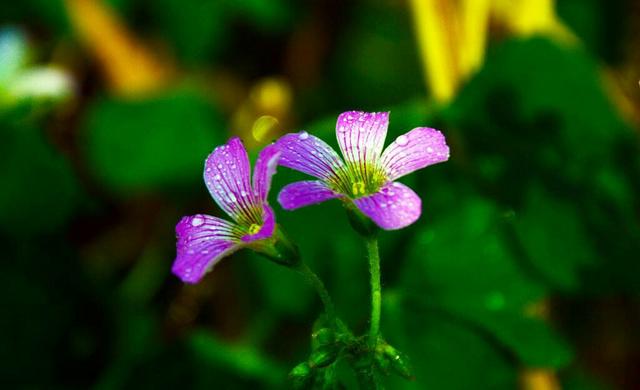 自己不堅強，軟弱給誰看！