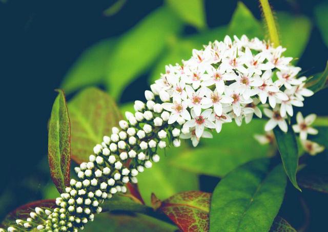 自己不堅強，軟弱給誰看！