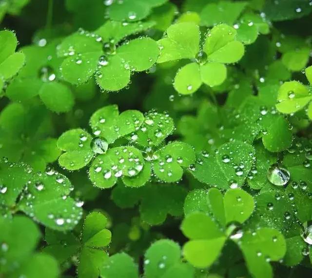 像草一樣去做人！ (深刻)