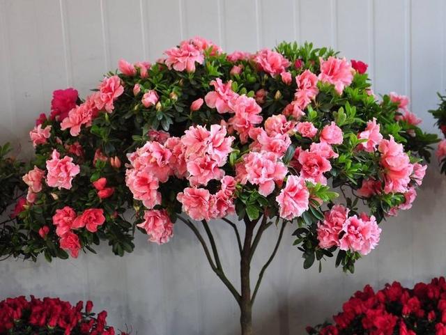 1年開花，2年葉黃，3年葉片掉光光，這麼難養的花，你會養嗎？