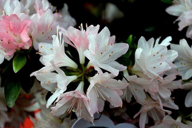 1年開花，2年葉黃，3年葉片掉光光，這麼難養的花，你會養嗎？