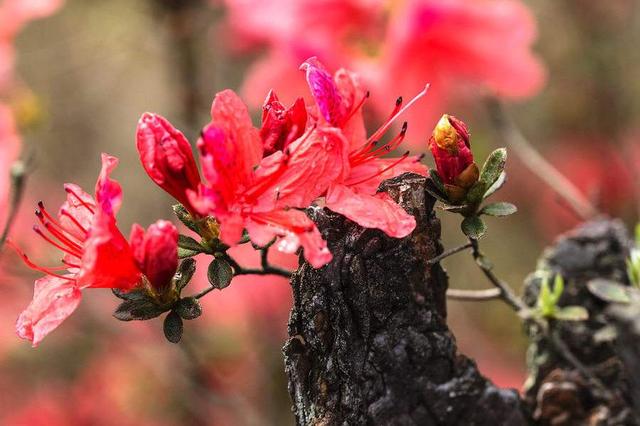 1年開花，2年葉黃，3年葉片掉光光，這麼難養的花，你會養嗎？