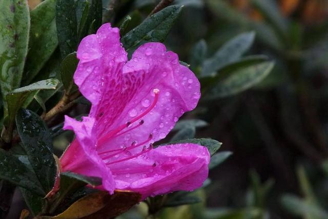 1年開花，2年葉黃，3年葉片掉光光，這麼難養的花，你會養嗎？
