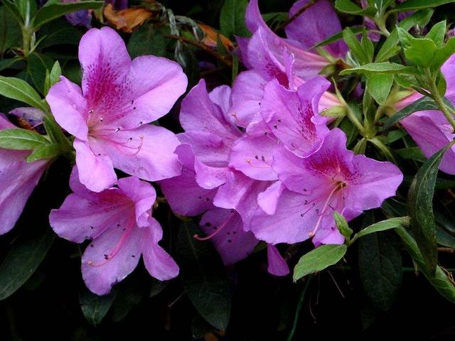 1年開花，2年葉黃，3年葉片掉光光，這麼難養的花，你會養嗎？