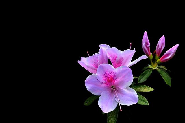 1年開花，2年葉黃，3年葉片掉光光，這麼難養的花，你會養嗎？