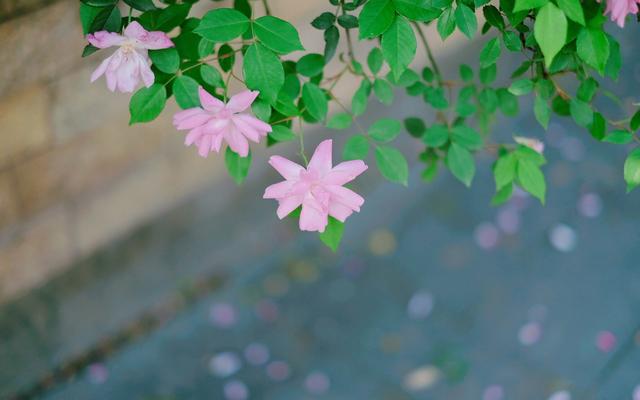 有本事受傷,就有本事堅強