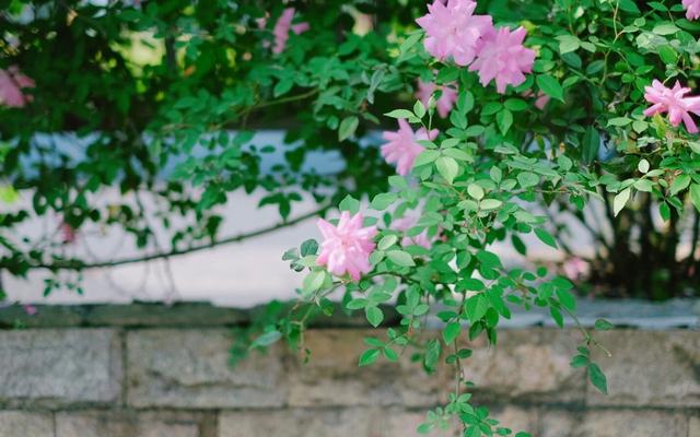 有本事受傷,就有本事堅強