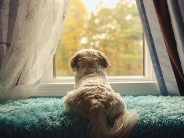狗狗的皮膚瘙癢難受，這五個簡單的家庭療法，幫狗狗擺脫瘙癢困擾