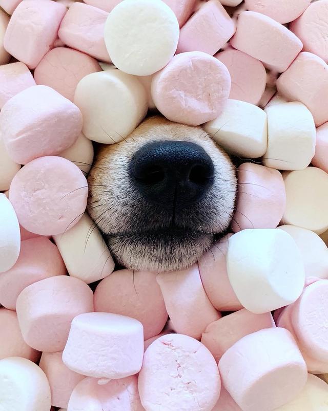 可愛的小柴犬有強迫症，看到主人手上有圈圈，就會把頭塞進去圈裡