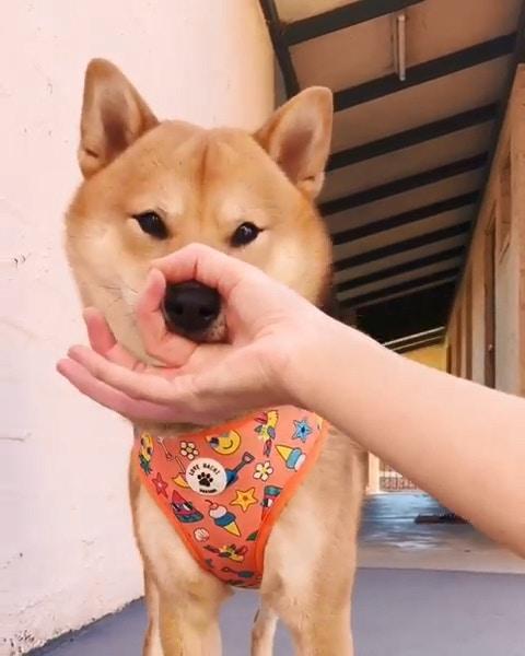 可愛的小柴犬有強迫症，看到主人手上有圈圈，就會把頭塞進去圈裡