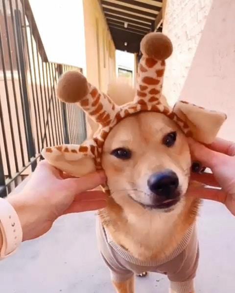 可愛的小柴犬有強迫症，看到主人手上有圈圈，就會把頭塞進去圈裡