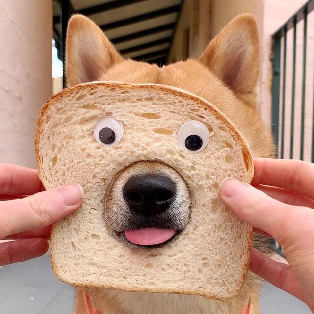 可愛的小柴犬有強迫症，看到主人手上有圈圈，就會把頭塞進去圈裡