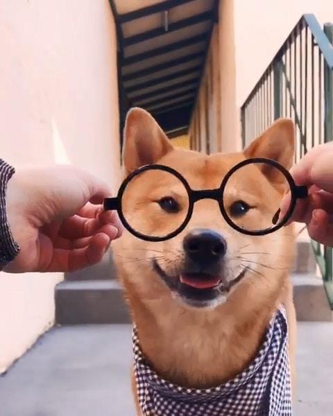 可愛的小柴犬有強迫症，看到主人手上有圈圈，就會把頭塞進去圈裡