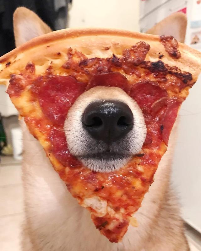 可愛的小柴犬有強迫症，看到主人手上有圈圈，就會把頭塞進去圈裡