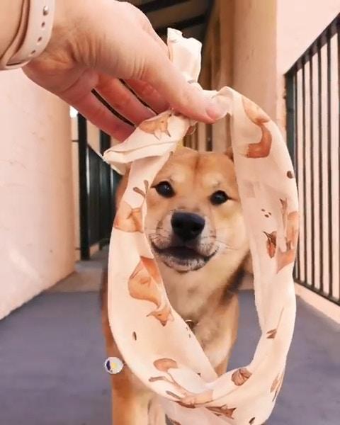 可愛的小柴犬有強迫症，看到主人手上有圈圈，就會把頭塞進去圈裡