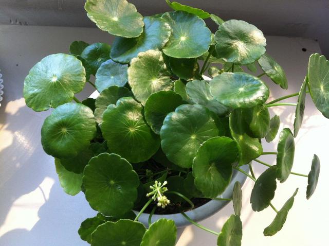 養好銅錢草，記住一點：曬一曬長得旺，葉片大綠油油！