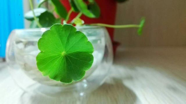 養好銅錢草，記住一點：曬一曬長得旺，葉片大綠油油！