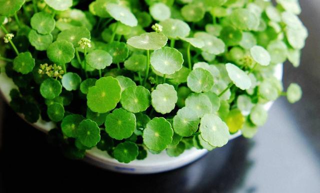 養好銅錢草，記住一點：曬一曬長得旺，葉片大綠油油！