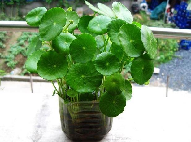 養好銅錢草，記住一點：曬一曬長得旺，葉片大綠油油！