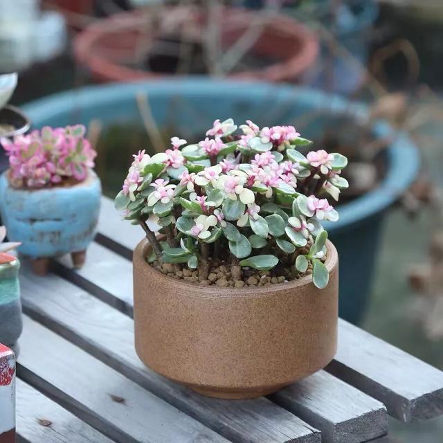 散文——努力不是為了一定得到，只願將來不糾結於'我本可以'