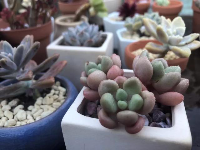 散文——努力不是為了一定得到，只願將來不糾結於'我本可以'