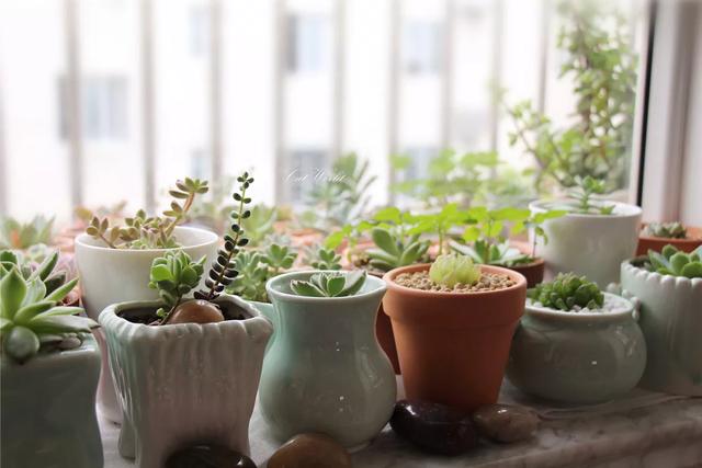 散文——努力不是為了一定得到，只願將來不糾結於'我本可以'