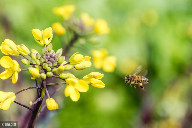 用它泡腳，遠離白髮困擾！