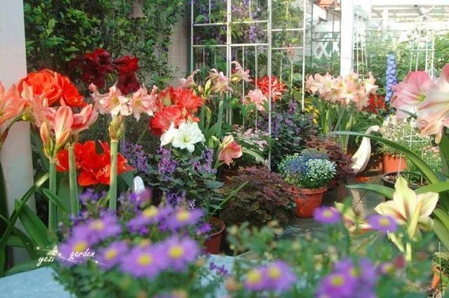 家裡光照不好，她爬房頂養花，建成人人羨慕的花園！