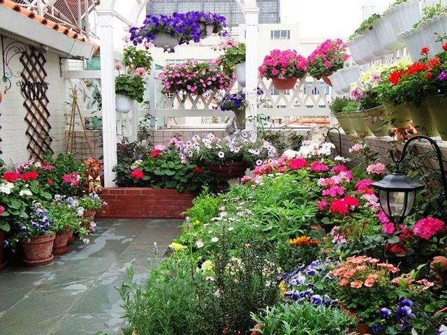 家裡光照不好，她爬房頂養花，建成人人羨慕的花園！