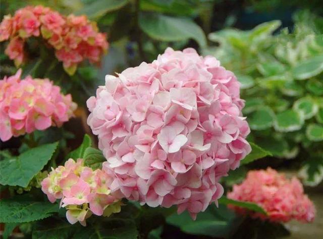 家裡光照不好，她爬房頂養花，建成人人羨慕的花園！