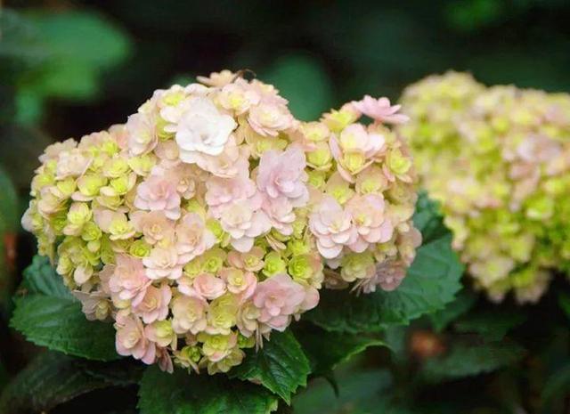 家裡光照不好，她爬房頂養花，建成人人羨慕的花園！