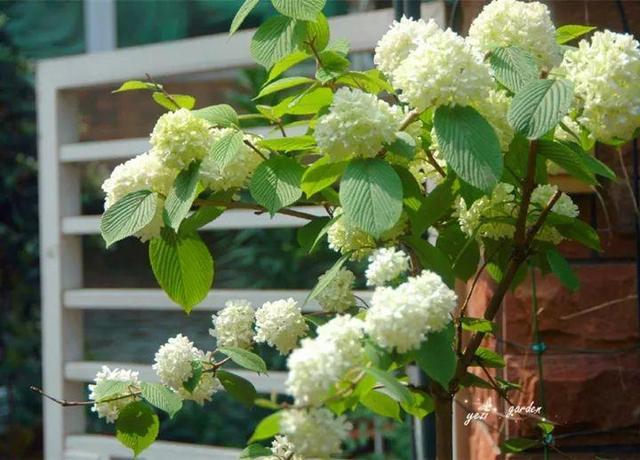 家裡光照不好，她爬房頂養花，建成人人羨慕的花園！