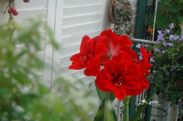 家裡光照不好，她爬房頂養花，建成人人羨慕的花園！