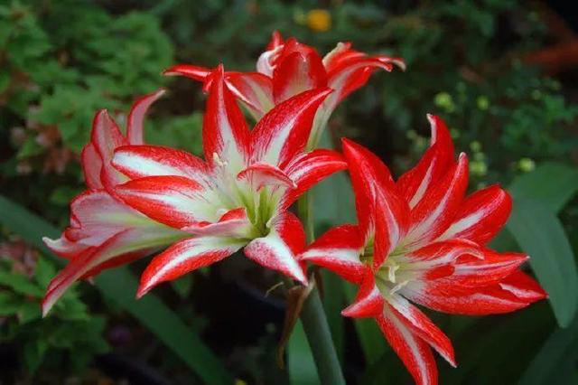 家裡光照不好，她爬房頂養花，建成人人羨慕的花園！