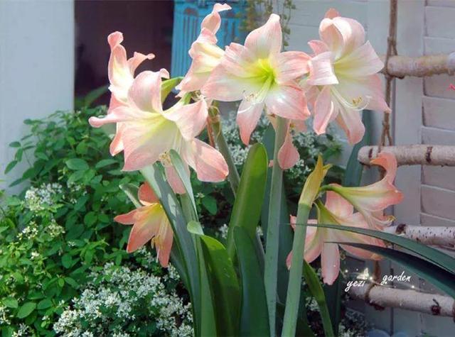 家裡光照不好，她爬房頂養花，建成人人羨慕的花園！